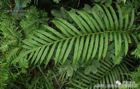 蕨 類 植物 代表 品種|三十二種蕨類植物介紹賞析